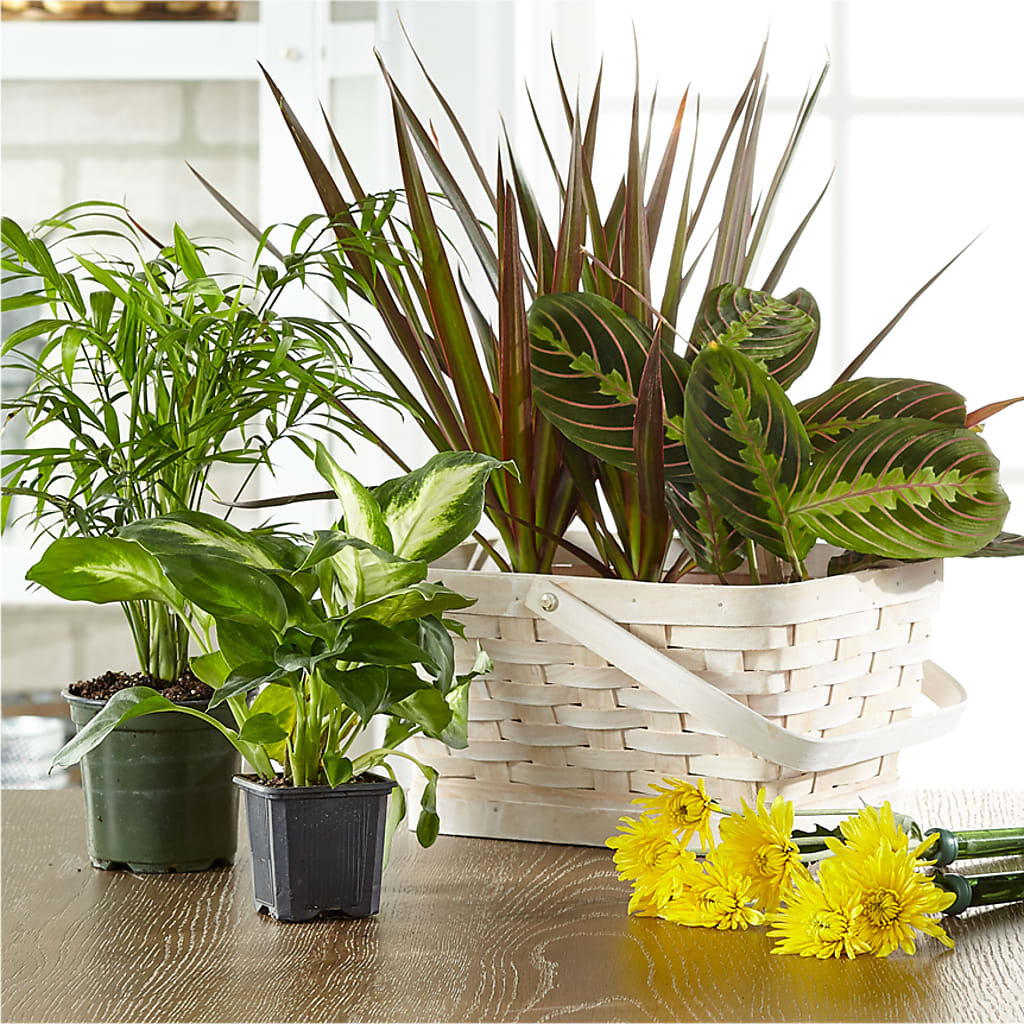 Florist Designed Blooming and Green Plants in a Basket – Janette Florists Inc, Windsor ON
