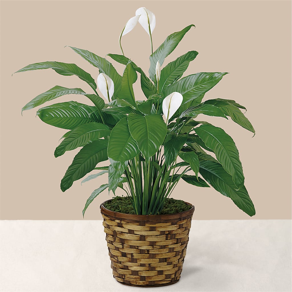 Tranquil Moments Peace Lily Plant – Janette Florists Inc, Windsor ON