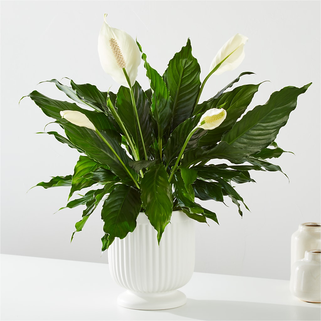Comfort Planter – Janette Florists Inc, Windsor ON