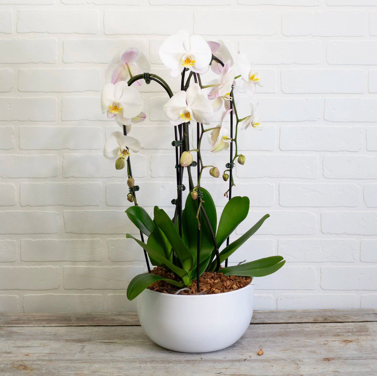 Triple Waterfall Orchid – Janette Florists Inc, Windsor ON