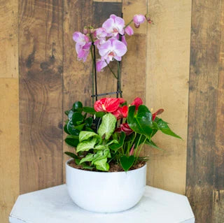 Orchid Planter in ceramic