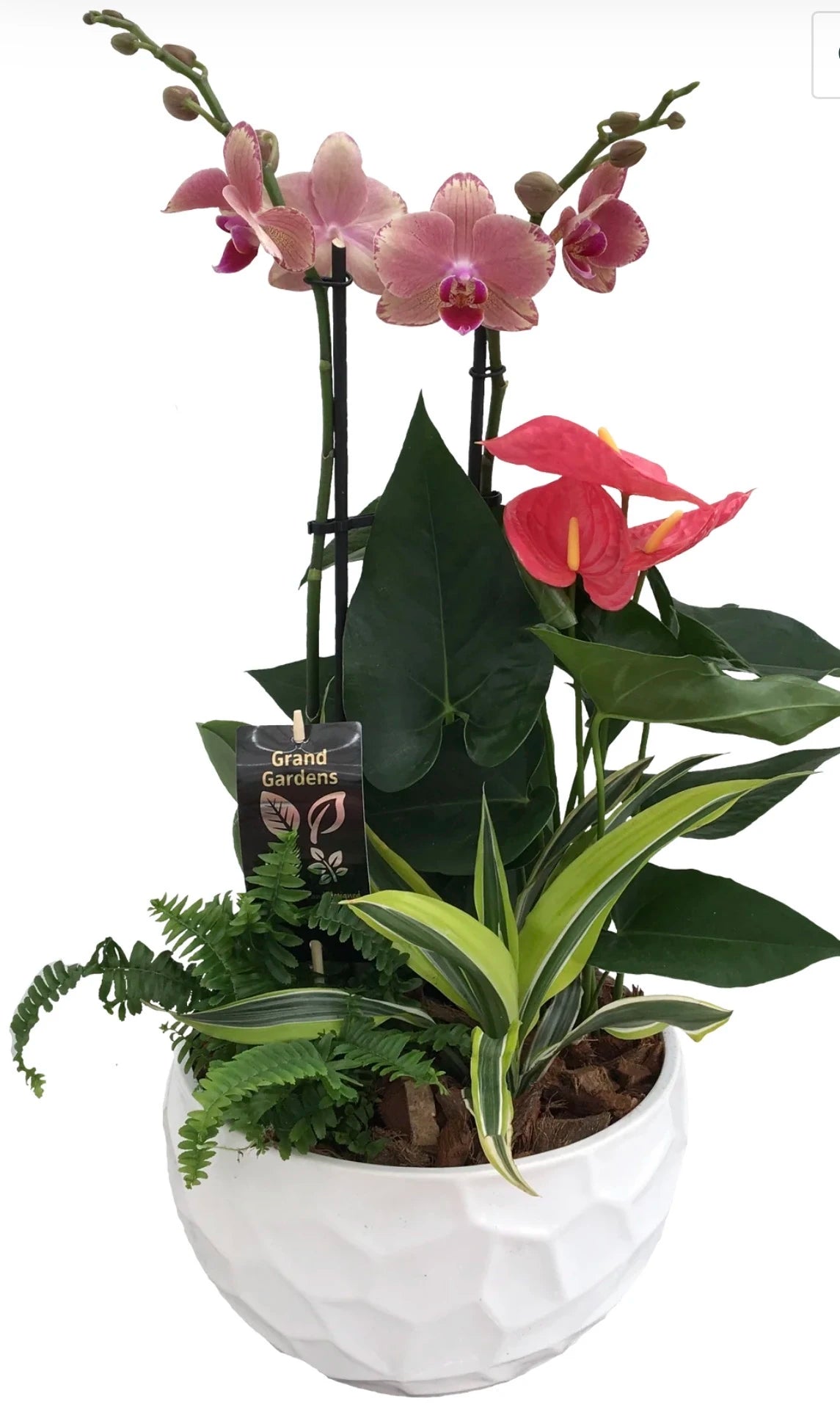 Orchid Planter in ceramic