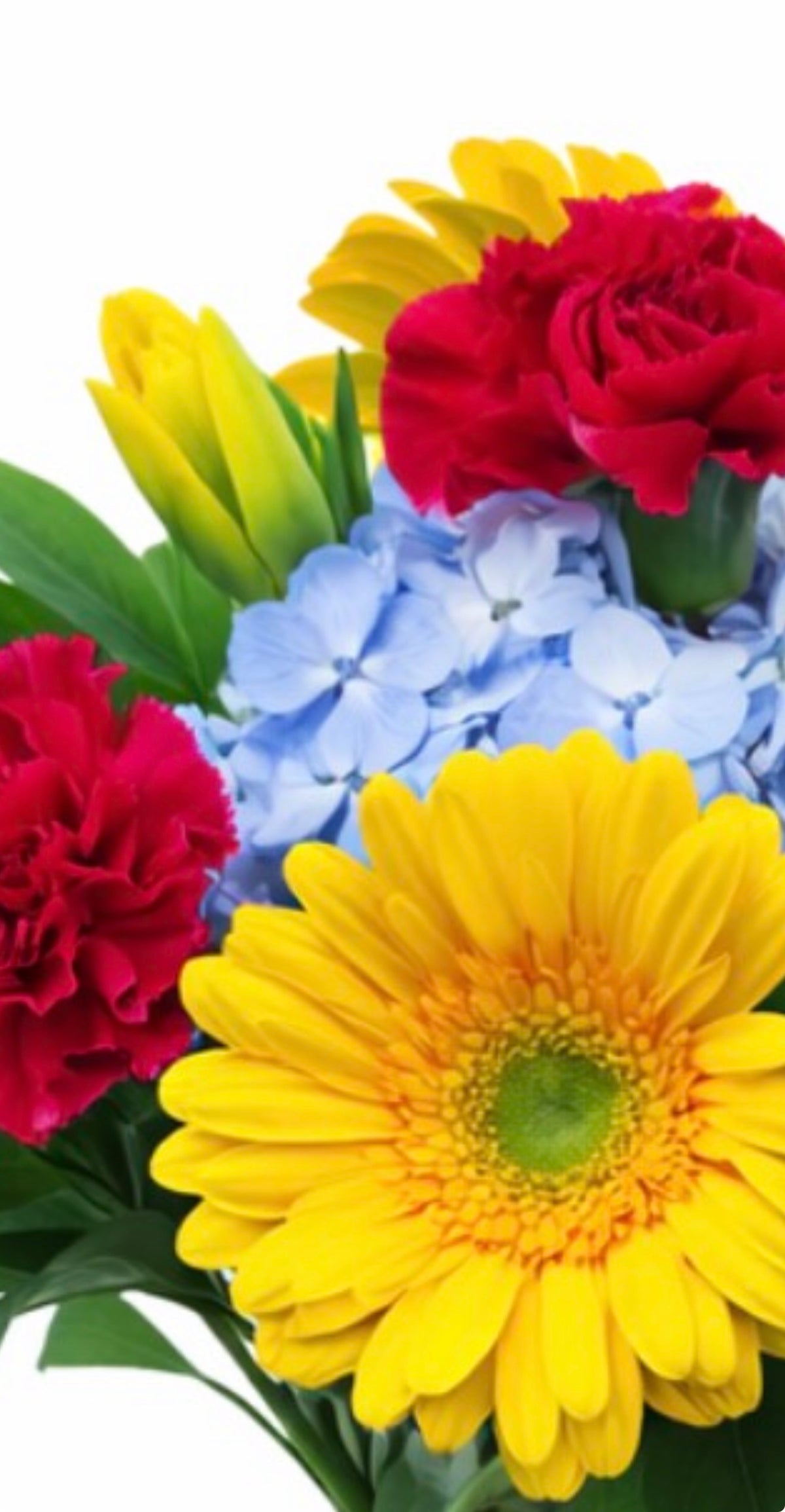 Florist Choice - Bright & bold – Janette Florists Inc, Windsor ON
