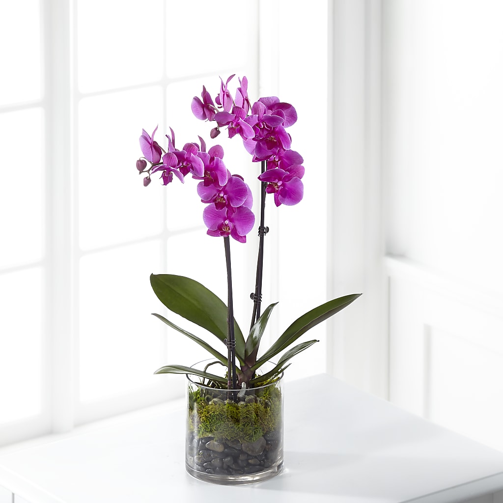Purple Orchid Plant – Janette Florists Inc, Windsor ON