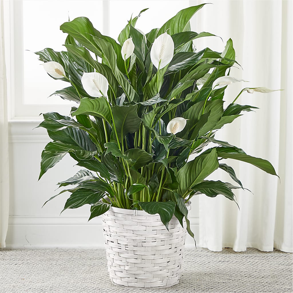 A New Leaf Peace Lily – Janette Florists Inc, Windsor ON