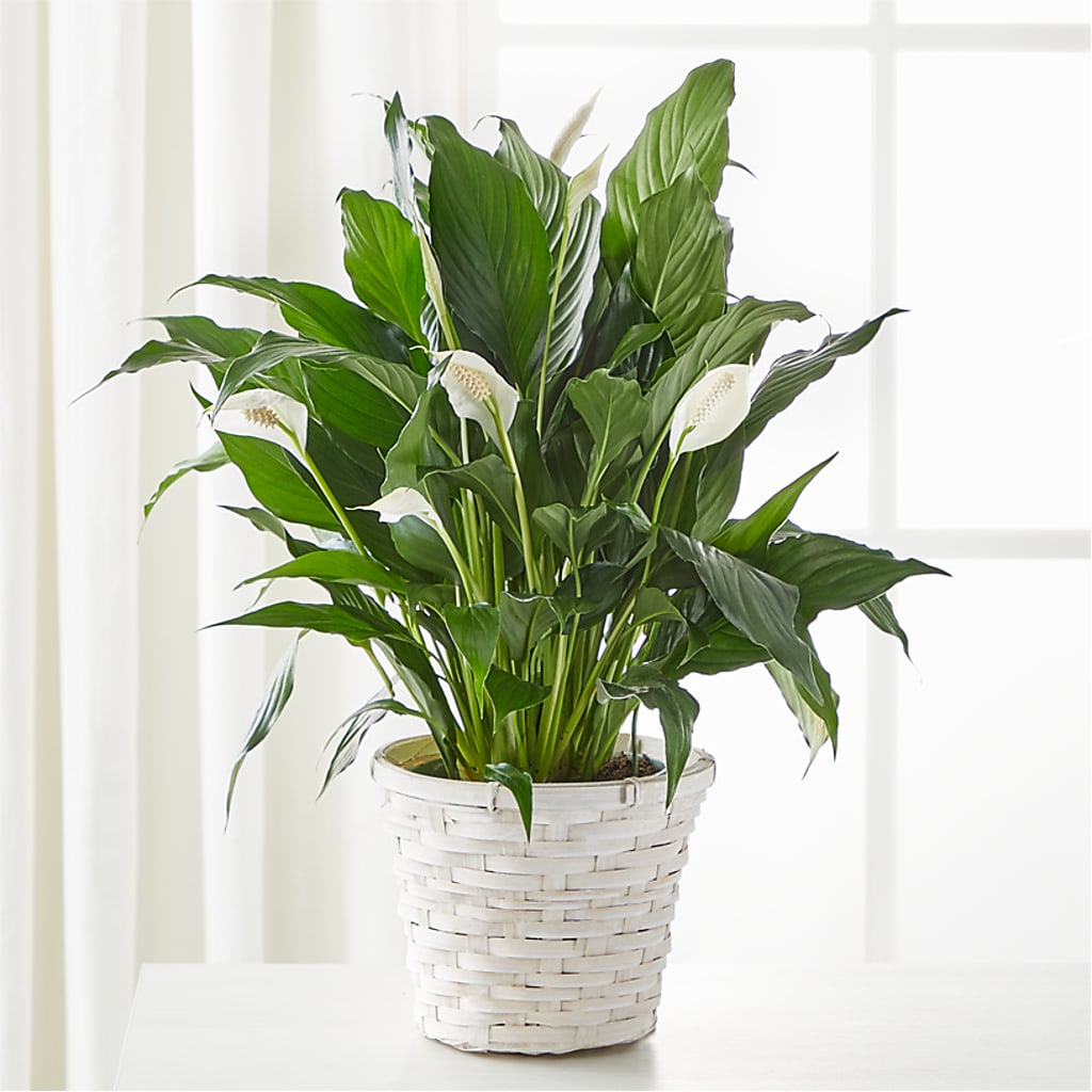 A New Leaf Peace Lily – Janette Florists Inc, Windsor ON
