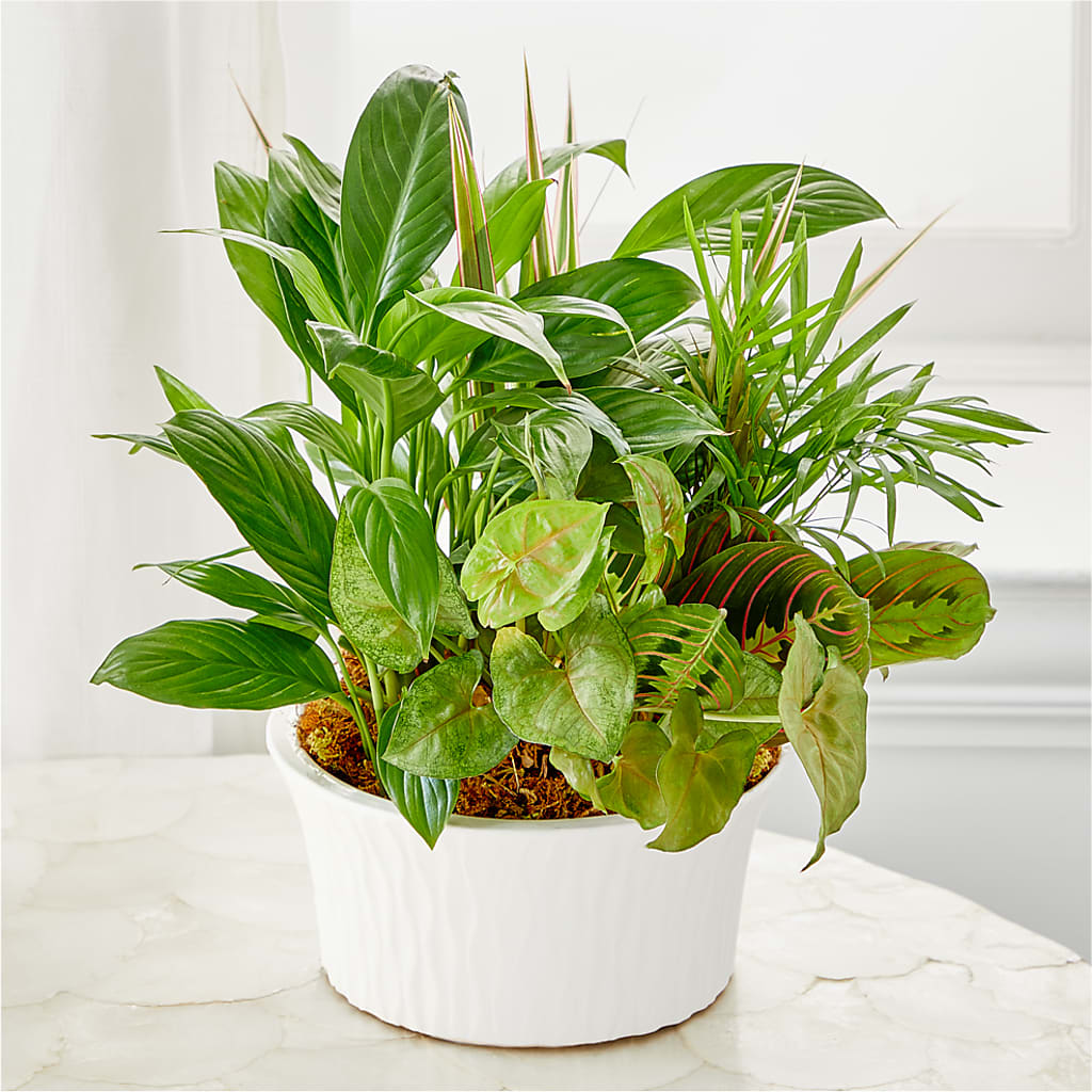 Balance & Harmony Dishgarden – Janette Florists Inc, Windsor ON