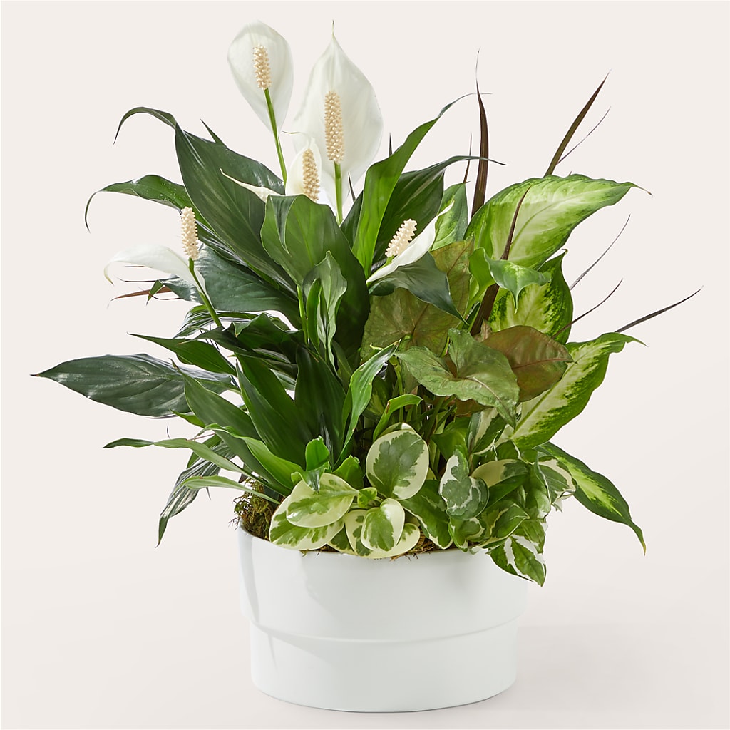 Radiating Positivity Dishgarden – Janette Florists Inc, Windsor ON