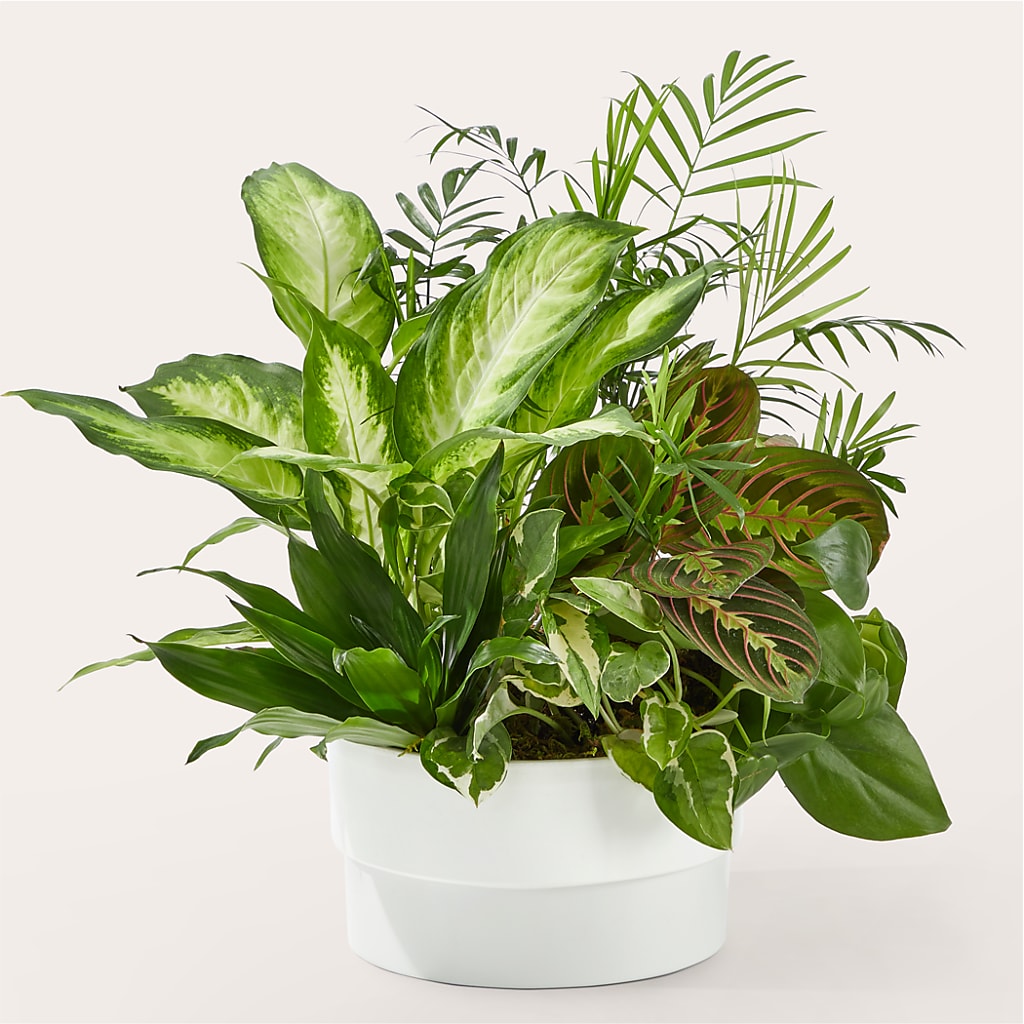 Radiating Positivity Dishgarden – Janette Florists Inc, Windsor ON