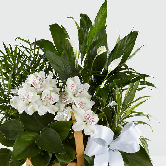 Peace & Serenity Dishgarden –  Janette Florists Inc, Windsor ON