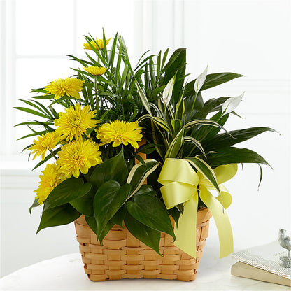 Loving Light Dishgarden –  Janette Florists Inc, Windsor ON