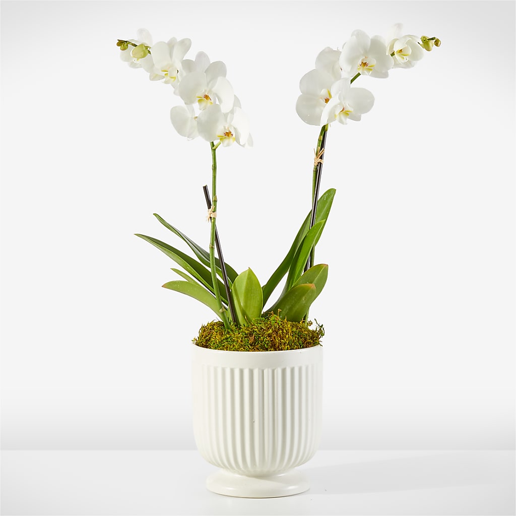 Whispering White Orchid –  Janette Florists Inc, Windsor ON