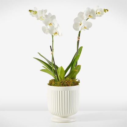 Whispering White Orchid –  Janette Florists Inc, Windsor ON
