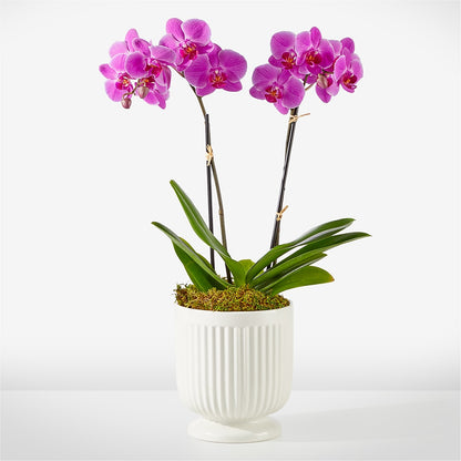 Friendly Fuchsia Orchid –  Janette Florists Inc, Windsor ON