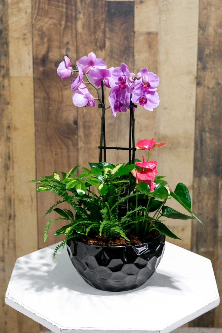 Orchid Planter