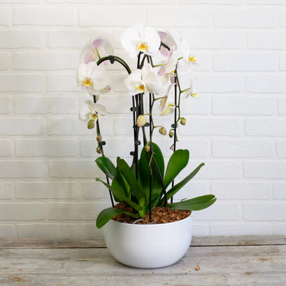 Triple Waterfall Orchid –  Janette Florists Inc, Windsor ON