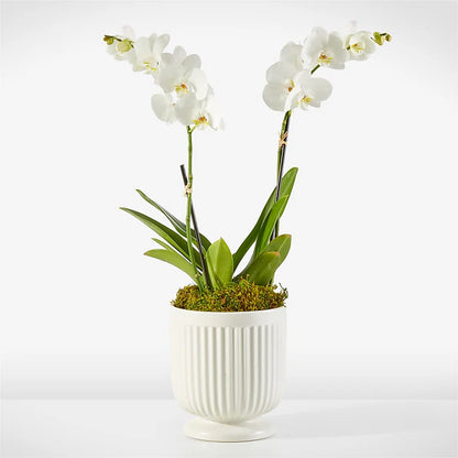Whispering White Orchid –  Janette Florists Inc, Windsor ON