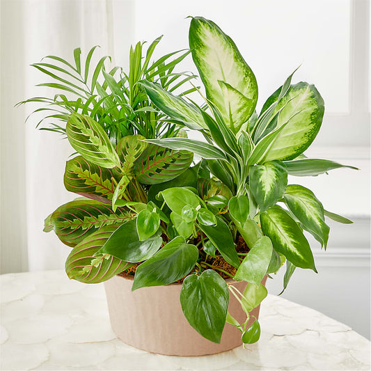 Balance & Harmony Dishgarden –  Janette Florists Inc, Windsor ON