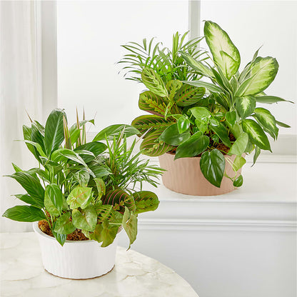 Balance & Harmony Dishgarden –  Janette Florists Inc, Windsor ON