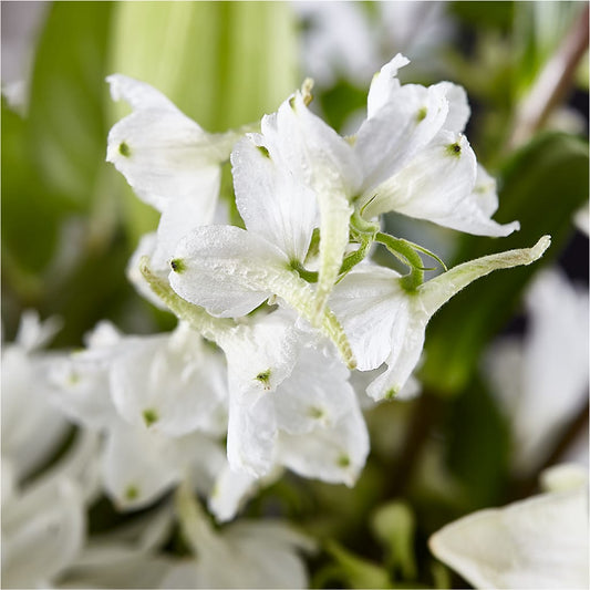 Classic Ivory – A Florist Original –  Janette Florists Inc, Windsor ON