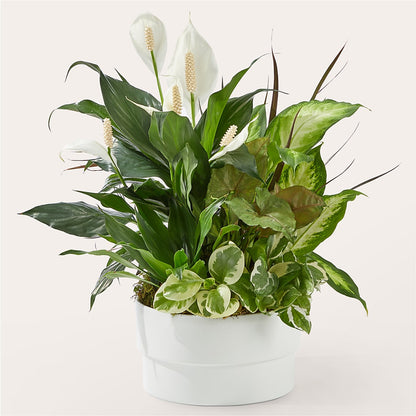 Jardin de fleurs rayonnant de positivité